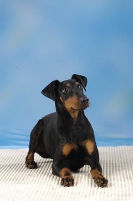 Fotoshooting  CACIB Offenburg 2004