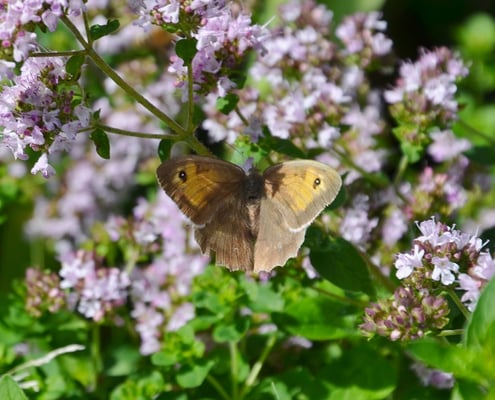  Ochsenauge auf Oregano-Blüten