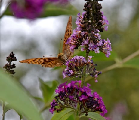 Kaisermantel auf Sommerflieder