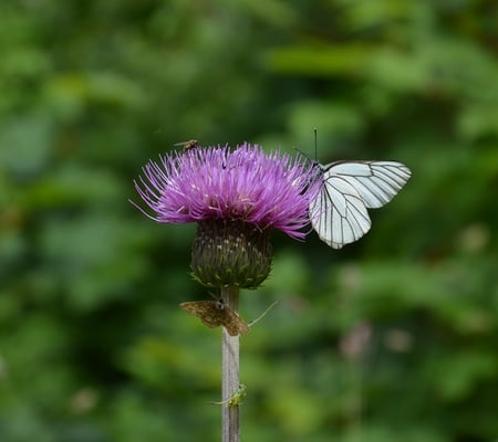 Baum-Weißling an Distelblüte