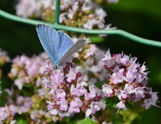 Bläuling auf Oregano
