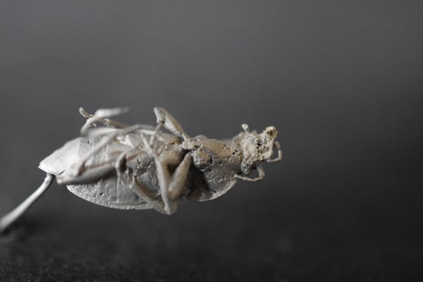 Der Kadaversammelstelle Mitarbeiter – Der Schluchtwald Laufkäfer