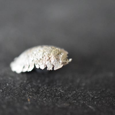 Die Försterin – Die Kellerassel