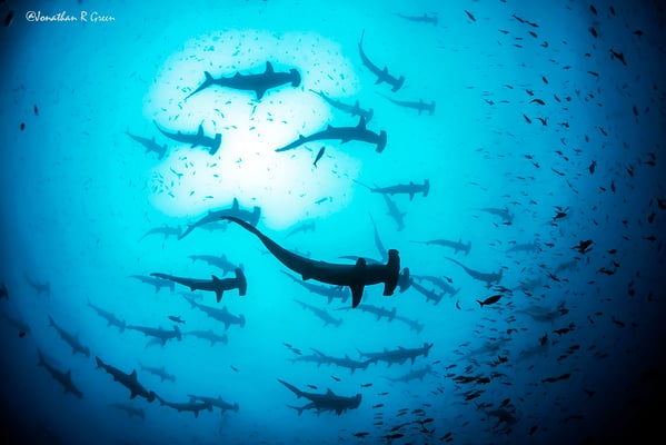 Big school of hammerhead sharks while diving in Darwin's Arch in Galapagos, ©Galapagos Shark Diving