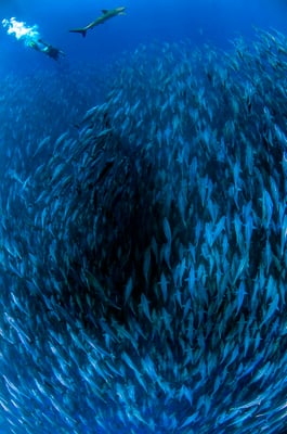 Galapagos Shark Diving - Swarm fish Galapagos Islands Underwater animals