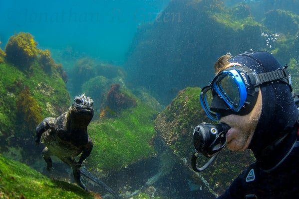 Galapagos Shark Diving - Marine Iguana and Diver at Galapagos Islands