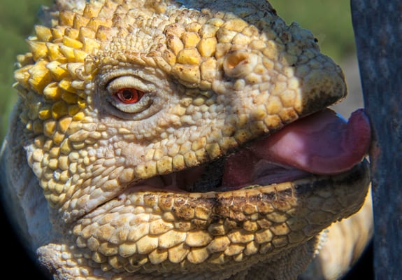 Land iguana in the Galapagos Islands, ©Galapagos Shark Diving