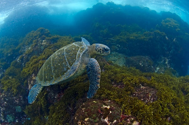 Galapagos Shark Diving - Turtle close to coral Galapagos Islands