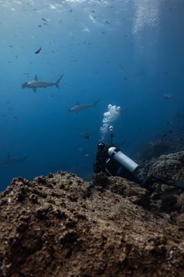 A scuba diver holds onto a rock in the Galapagos and watches scalloped hammerheads swim by