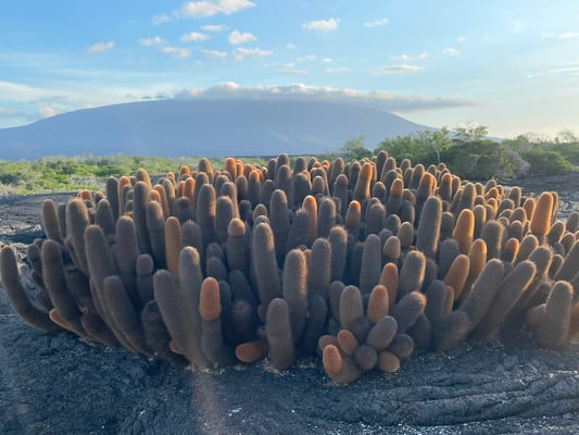 A large lava cacti