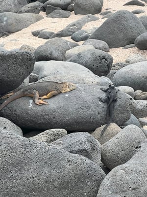 A marine iguana mom with baby on back and a land iguana share a rock at North Seymour
