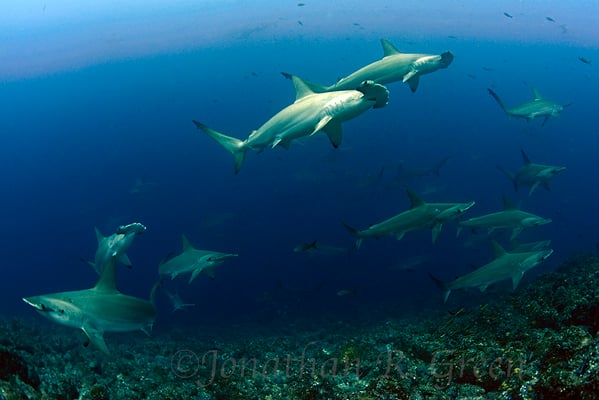Galapagos Shark Diving - hammerhead sharks Galapagos Islands animals