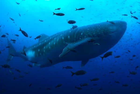 Galapagos Shark Diving - Whale Shark Galapagos Islands