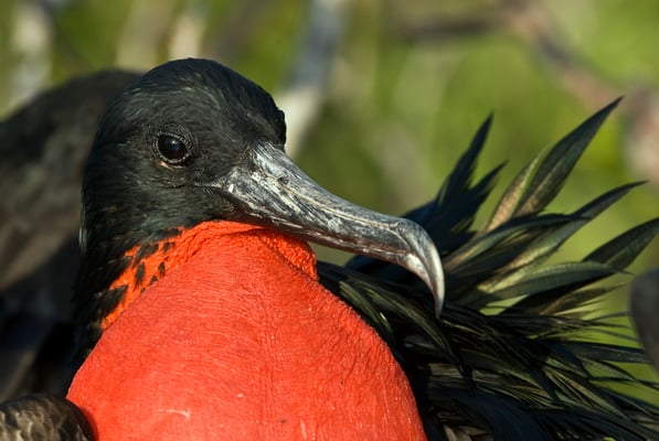 Frigate bird in the Galapagos islands, ©Galapagos Shark Diving