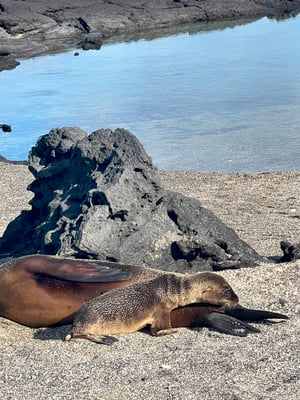 A baby sea lion drinks milk from it's mother while lying on the shore