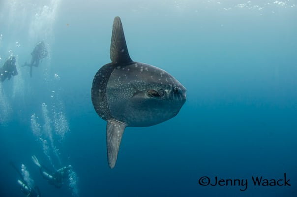 Mola alexandrini swimming through a group of divers - Galapagos Shark Diving