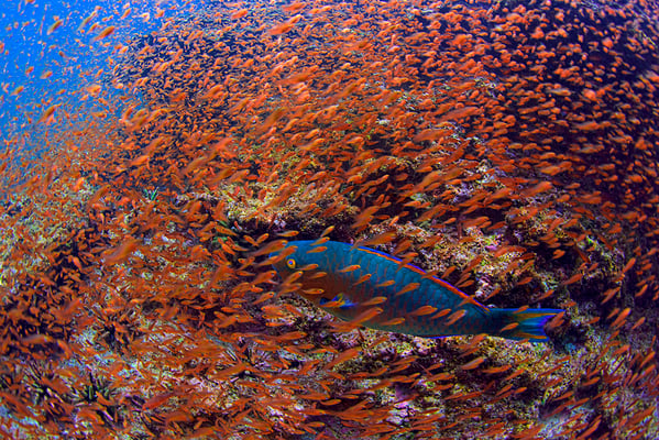 Galapagos Shark Diving - Swarm fish 