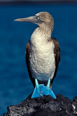 Blue footed booby sitting on a rock, ©Galapagos Shark Diving