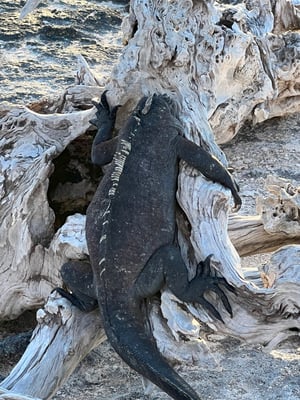 A marine iguana rests on a piece of wood