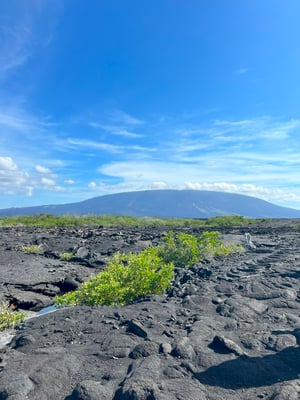 La Cumbre is a shield volcano on Fernandina Island in the Galápagos Islands