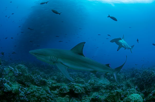 Galapagos shark and hammerhead shark swimming side by side, ©Galapagos Shark Diving
