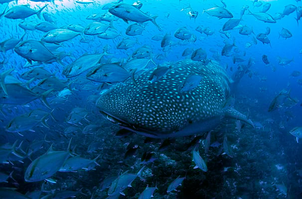 Galapagos Shark Diving - Whale Shark and Swarm fish