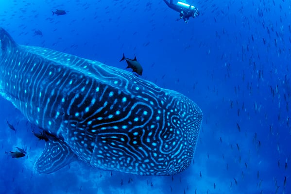 Galapagos Shark Diving - Whale Shark Galapagos Islands Dive expedition 