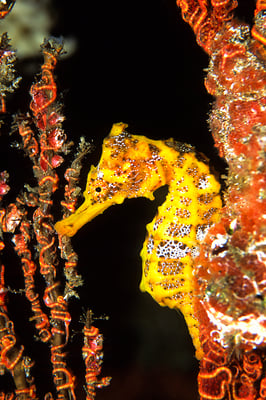 Golden Pacific Sea horse in the Galapagos Islands, ©Galapagos Shark Diving