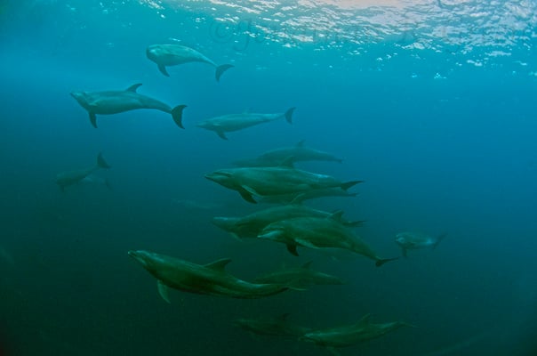 Galapagos Shark Diving - Dive with Dolphins at Galapagos Islands