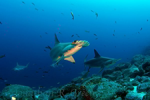 Galapagos Shark Diving - Dive with hammerhead shark Galapagos Islands 