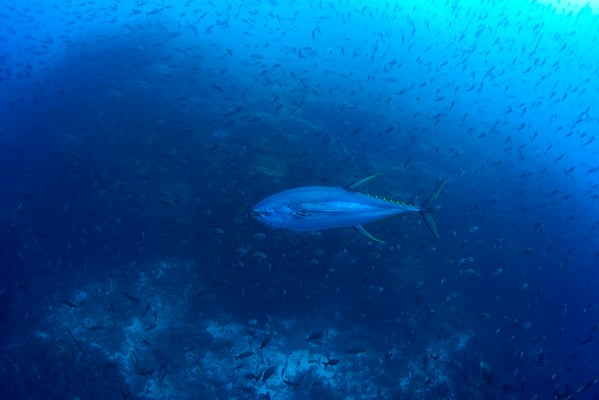 Galapagos Shark Diving - Tuna 