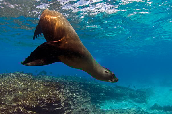 Galapagos Shark Diving - Seal close to surface