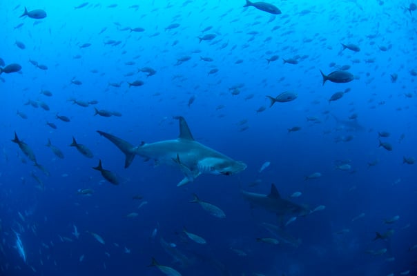Galapagos Shark Diving - Hammerhead under water animal 