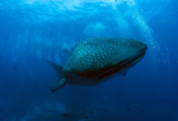 Galapagos Shark Diving - Whale Shark close to surface Galapagos Islands
