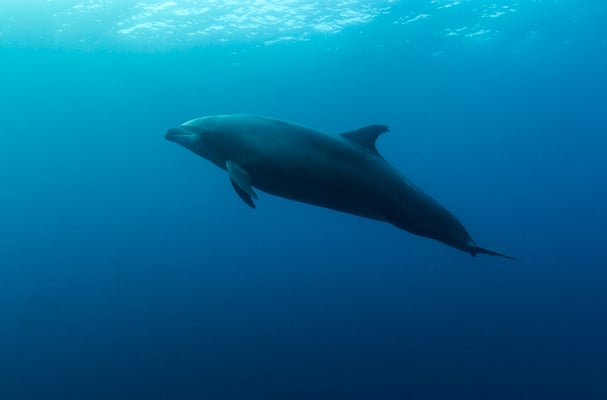 Dolphin swims by during a dive safety stop, ©Galapagos Shark Diving