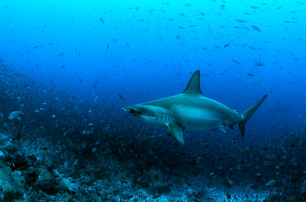 Galapagos Shark Diving - Hammerhead Shark Dive experience Galapagos Islands