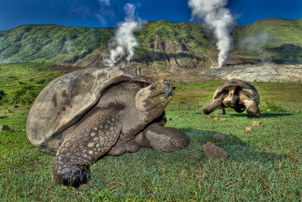 Galapagos Shark Diving - Giant Turtle Galapagos Islands
