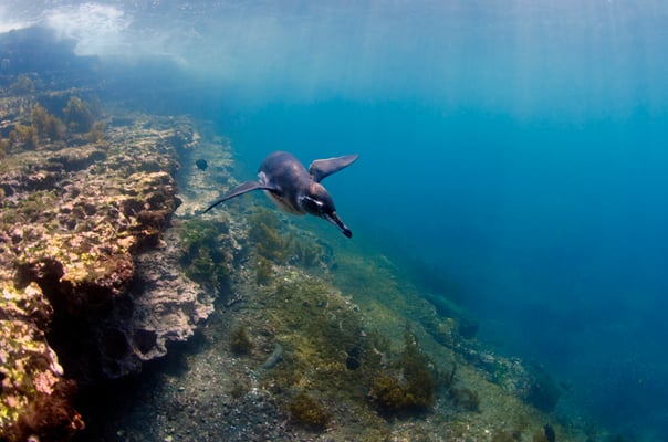 Galapagos Shark Diving - Penguin swims close to corals