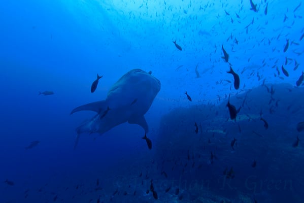 Galapagos Shark Diving - Whale Shark Galapagos Islands