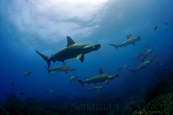 Galapagos Shark Diving - hammerhead shark