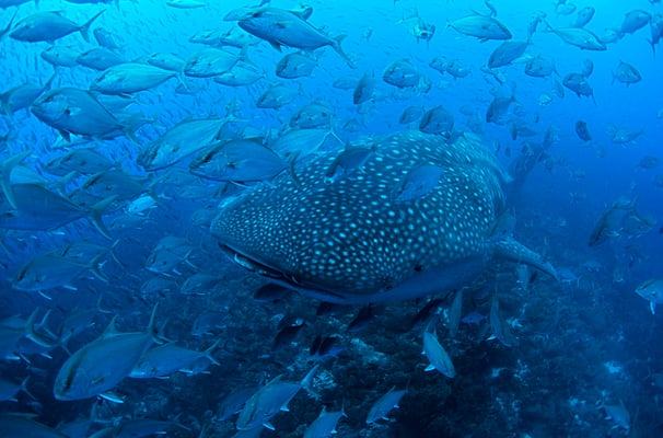Galapagos Shark Diving - Whale Shark and swarm fish Galapagos Islands 
