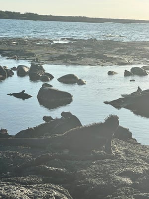 flat jet-black lava of Punta Espinosa is a defining feature of its stark and barren landscape