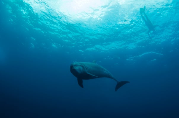 Galapagos Shark Diving - Dive with Dolphin Galapagos Islands