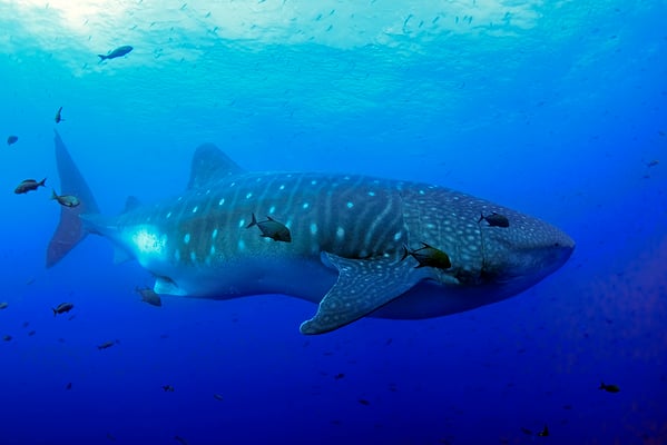 Galapagos Shark Diving - Whale Shark Galapagos Islands