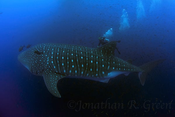 Galapagos Shark Diving - Divers and Whale Shark at Galapagos Islands