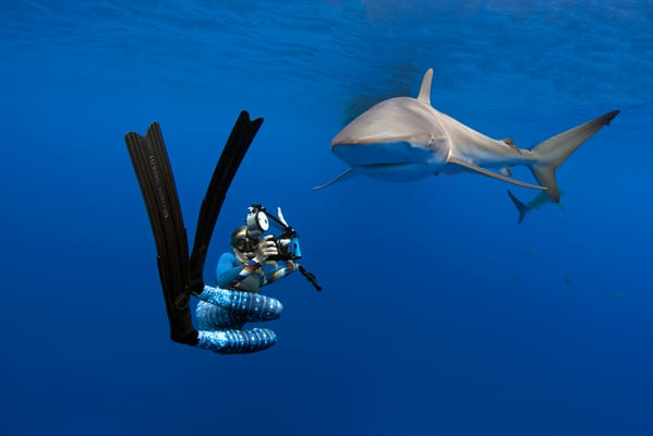 Silky shark and a diver side by side, ©Galapagos Shark Diving