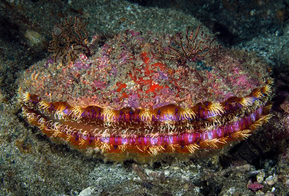 Galapagos Shark Diving - corals