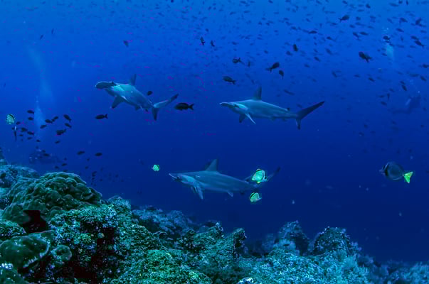 Hammerhead sharks swimming over the rocks,©Galapagos Shark Diving