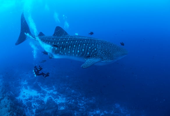 Diver filming a adult whale shark in Darwin Arch in the Galapagos, ©Sofia Green