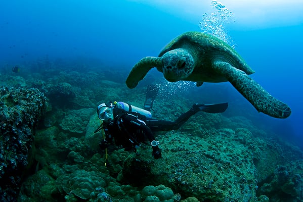 Galapagos Shark Diving - Turtle and Diver at Galapagos Islands